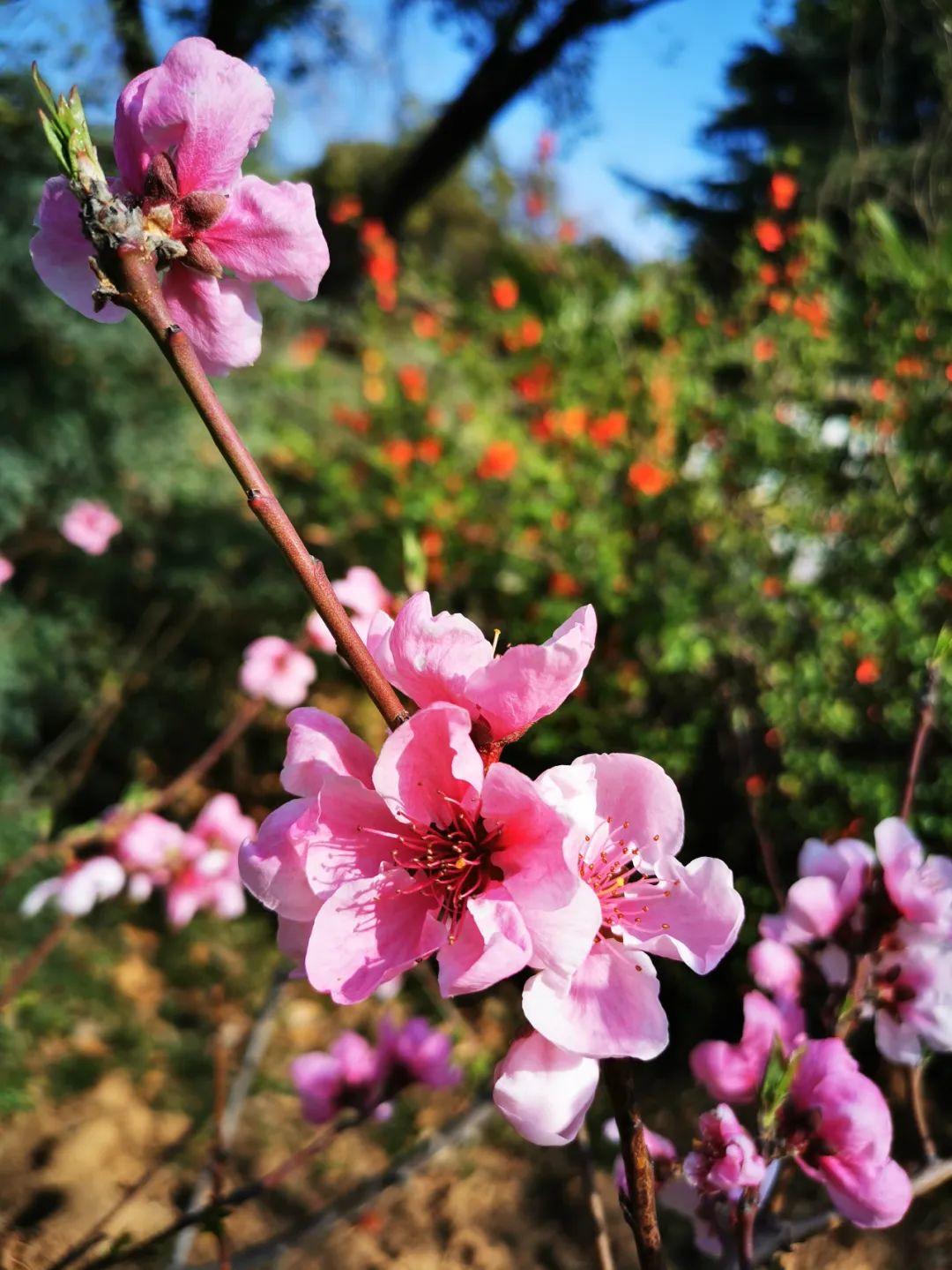 云赏花丨春天里的校园，和影象中一样美