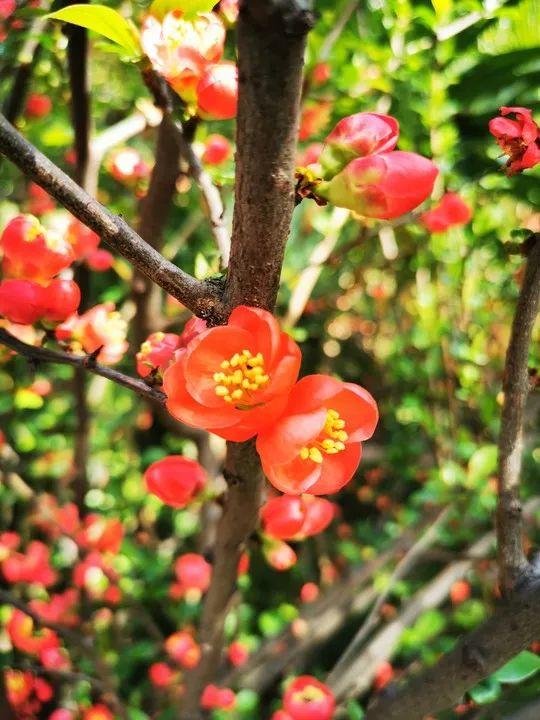 云赏花丨春天里的校园，和影象中一样美